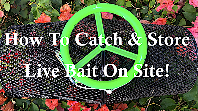 Catch & Store Live Bait.PNG
